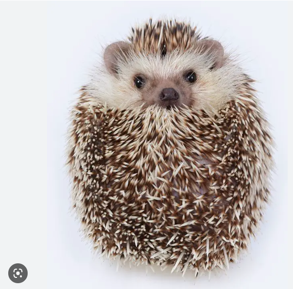 A pet African pygmy hedgehog